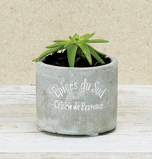 セメングレポット チューブ SS 陶器 鉢カバー プランター ガーデニング インテリア 玄関先 リビング 雑..