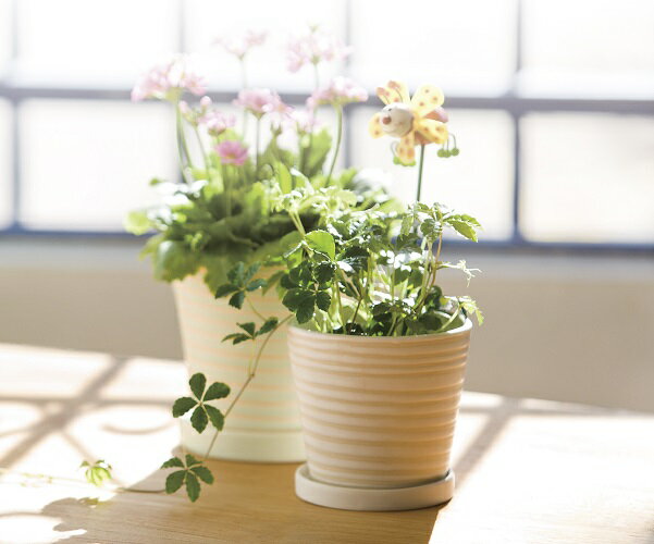 �ѥ��ƥ�ۥ��L �������֥饦�� ����ƥꥢ�ݥåȡ������� �������� ������� ����ƥꥢ ȭ