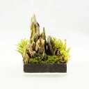 超ミニ 8cm 手のひらサイズ 苔テラリウム 完成品 現物 苔盆景 テラリウム 気孔石