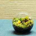 【完成品】8cm ボトルテラリウム 苔テラリウム苔盆景 テラリウム ハチの休憩 テラリウム プレゼント ギフト 観葉植物 母の日 新築祝い 開店祝い 新生活 入...