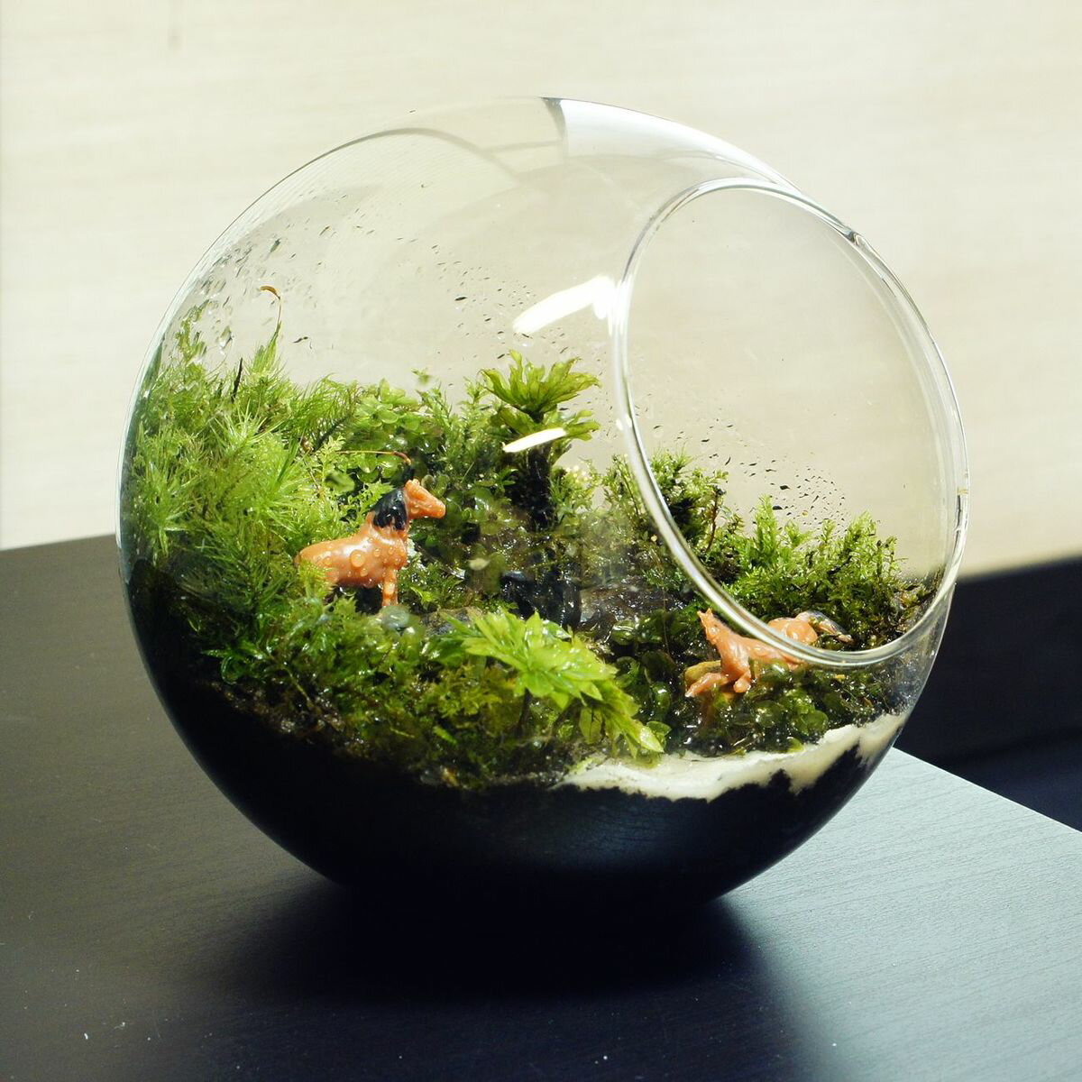 �ڴ����ʡ� �ݥƥ�ꥦ�� 10cm �����餮���벼���� �и��ܥȥ� ����ƥꥢ ���� ���տ�ʪ ���꡼�� �ץ쥼��� ������ ����� ���ؽˤ� ������ ���޲� ���̲� ���ե� ���۽ˤ� �뺧�ˤ� ��� ���� ���� �����ƥ�ꥦ�� ��� �ǥ��� �࿦�ˤ�