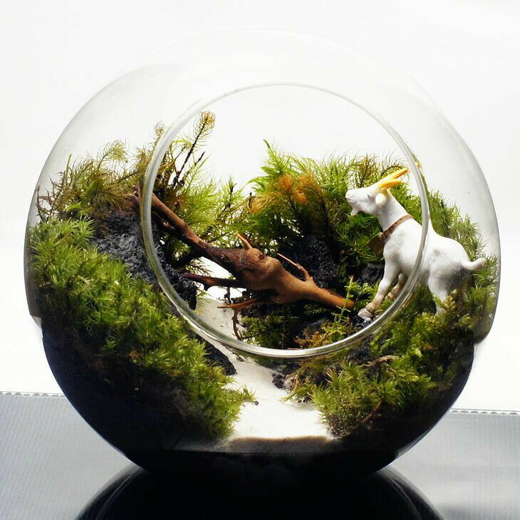 16cm ボトルテラリウム 苔テラリウム 完成品 苔盆景 テラリウム ヤギ ガラガラドン