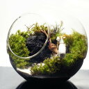 16cm ボトルテラリウム 苔テラリウム 完成品 苔盆景 テラリウム ヤギ ガラガラドン 2