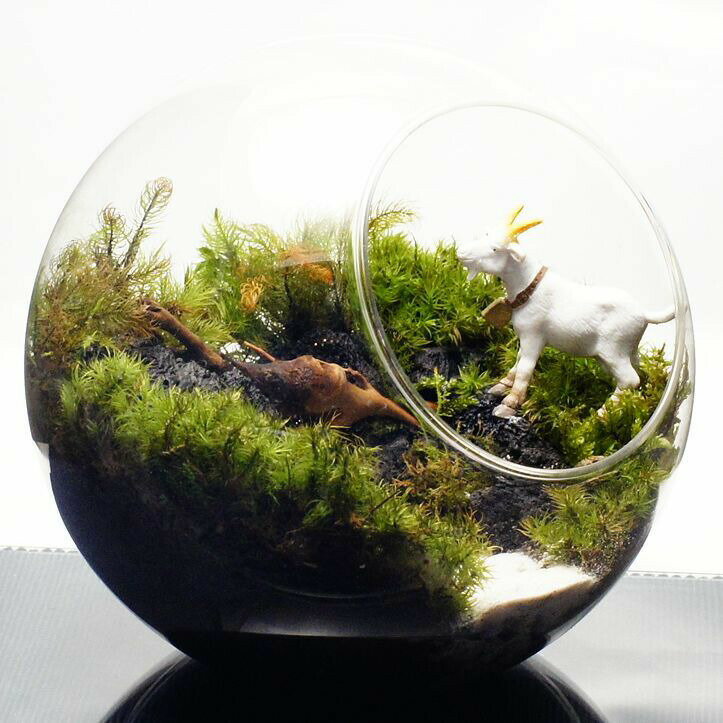 �ڴ����ʡ�16cm �ܥȥ�ƥ�ꥦ�� �ݥƥ�ꥦ�� �ƥ�ꥦ�� �䥮 ���饬��ɥ� �ƥ�ꥦ�� �ץ쥼��� ���ե� ���տ�ʪ ����� ���۽ˤ� ��Ź�ˤ� ������ ���ؽˤ� ���޲� ���̲� ������� £��ʪ ����ƥꥢ ���꡼��