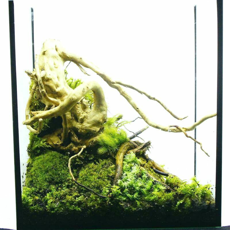 完成品 現物 水場のある苔テラリウム 25水槽 ハイタイプ ガラス水槽 ガラス水槽 ハイタイプ イモリウム 流木 25水槽 蓋付きで手入れも要らない 新築祝い 開店祝い プレゼントに 苔庵介る本棚にも置けるインテリアを選ばない苔テラリウム