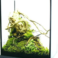 完成品 現物 水場のある苔テラリウム 25水槽 ハイタイプ ガラス水槽 ガラス水槽 ハイタイプ イモリウム 流木 25水槽 蓋付きで手入れも要らない 新築祝い 開店祝い プレゼントに 苔庵介る本棚にも置けるインテリアを選ばない苔テラリウム 完成品 現物 水場のある苔テラリウム 25水槽 ハイタイプ ガラス水槽 ガラス水槽 ハイタイプ イモリウム 流木 25水槽 蓋付きで手入れも要らない 新築祝い 開店祝い プレゼントに 苔庵介る本棚にも置けるインテリアを選ばない苔テラリウム
