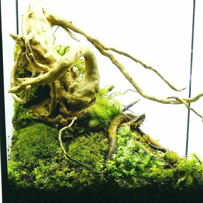 完成品 現物 水場のある苔テラリウム 25水槽 ハイタイプ ガラス水槽 ガラス水槽 ハイタイプ イモリウム 流木 25水槽 蓋付きで手入れも要らない 新築祝い 開店祝い プレゼントに 苔庵介る本棚にも置けるインテリアを選ばない苔テラリウム