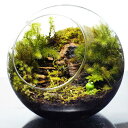 【完成品】16cm ボトルテラリウム 苔テラリウム 苔盆景 テラリウム 木化石 カエル 新生活 入学