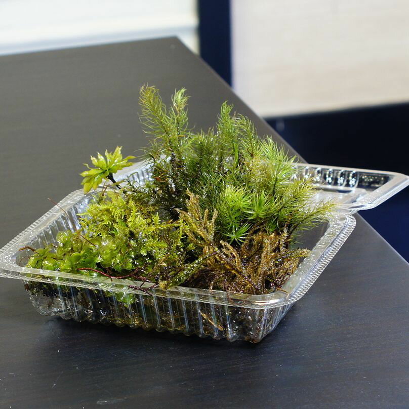 �ܥȥ�ƥ�ꥦ�ࡡ�������å� �ݥƥ�ꥦ�ࡡ16cm���ݥ��åȼ��� ���顼����� �ϥ�ɥᥤ�� ���� ���ե� ���٥�� ���� �� �鿴�Ԥ����Ǥ�Ǥ��롪