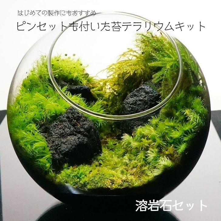 （食虫植物）苔テラリウム　ハエトリソウ　ガラスボトルL（1個）　説明書付　テラリウムキット