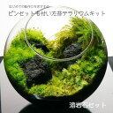 溶岩石　ボトルテラリウム　作成キット 16cm 苔セット 苔 ギフト　プレゼントにも　送料無料