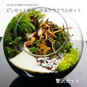 【スターターキット】ボトルテラリウム　作成キット 16cm 苔セット 苔 ギフト　プレゼントにも　送 ...