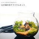 【スターターキット】苔テラリウム 川砂 10cm LEDライト付きボトル 苔セット 制作キット 自作 ミニチュア付 ギフト 観葉植物 母の日 新築祝い 開店祝い...