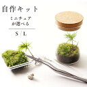 【制作キット】 苔テラリウム コンパクト65mm ボトルテラリウム 新生活 入学祝い 歓迎会 送別会プレゼント コウヤノマンネングサ カサゴケ 自作 作成キット...