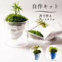 【制作キット】苔テラリウム 70mm 骸骨 スカルグラス 髪型 ヘアースタイルキット ボトルテラリウム テラリウム クリスマスプレゼント コウヤノマンネングサ ...