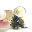 moss-scale:10000575のサンプル画像3
