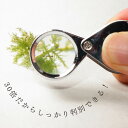 moss-scale:10000575のサンプル画像2