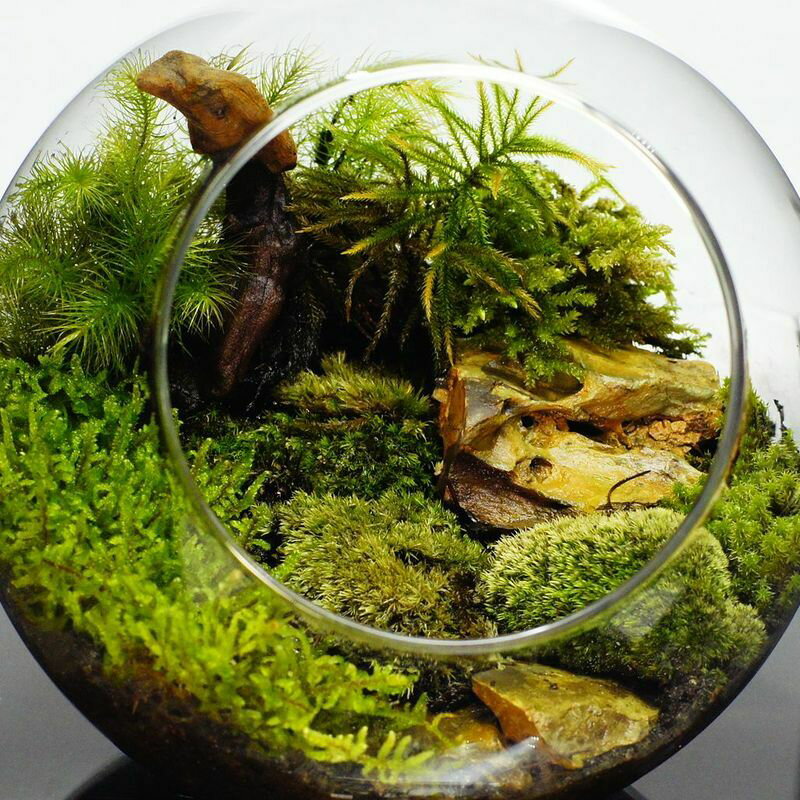 すぐに使えてレイアウトイメージも掴みやすい現物撮影 1０cm弱 塊系流木 マングローブ テラリウム インテリアアクアリウム 人気海外一番