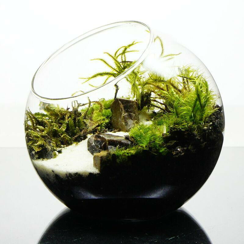 【完成品】苔テラリウム 選べる4サイズ 水の声を辿って 斜口ボトル 作家手作り 母...