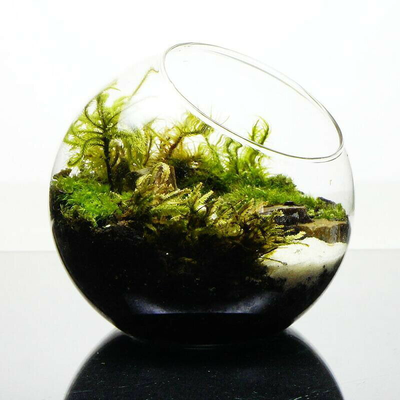 【完成品】苔テラリウム 選べる4サイズ 水の声を辿って 斜口ボトル 作家手作り 母...