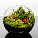 【完成品】8cm ガラスボトルテラリウム 苔テラリウム テントウムシが休む木 苔盆景 テラリウム 流木 テラリウム プレゼント ギフト 観葉植物 母の日 新築祝...