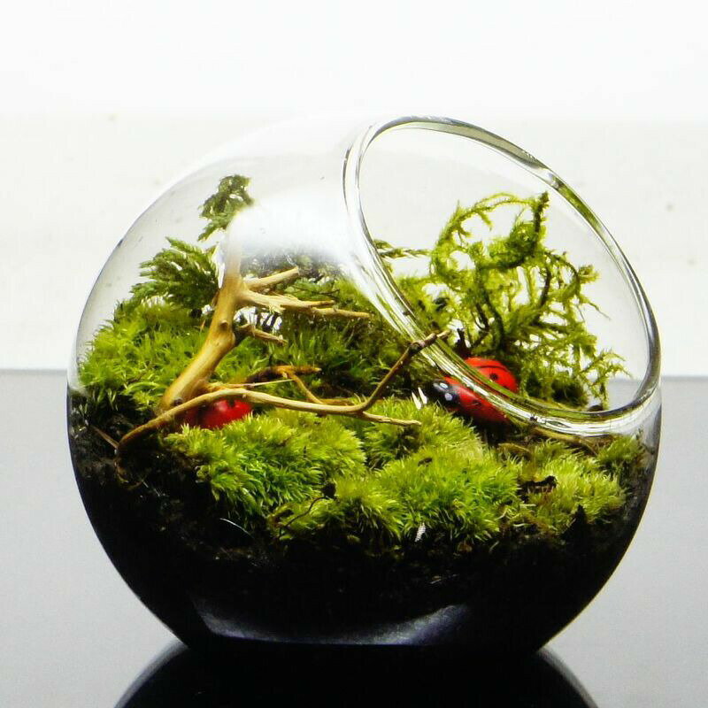 �ڴ����ʡ�8cm ���饹�ܥȥ�ƥ�ꥦ�� �ݥƥ�ꥦ�� �ƥ�ȥ��ॷ���٤��� ���߷� �ƥ�ꥦ�� ή�� �ƥ�ꥦ�� �ץ쥼��� ���ե� ���տ�ʪ ����� ���۽ˤ� ��Ź�ˤ� ������ ���ؽˤ� ���޲� ���̲� ������� £��ʪ ����ƥꥢ ���꡼��