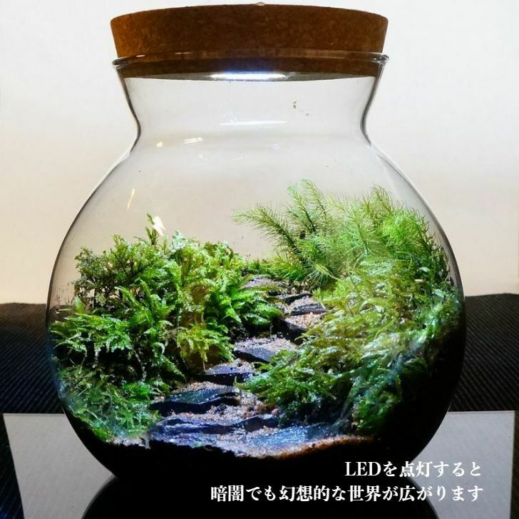 �ڴ����ʡ�LED�饤���� �ܥȥ�ƥ�ꥦ�� 16cm �ݥƥ�ꥦ�� ���᤯���γ��� �ƥ�ꥦ�� �ץ쥼��� �ڲ��� �ƥ�ꥦ�� �ץ쥼��� ���ե� ���տ�ʪ ����� ���۽ˤ� ��Ź�ˤ� ������ ���ؽˤ� ���޲� ���̲� ������� £��ʪ ����ƥꥢ ���꡼��