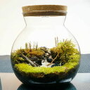 【完成品】LEDライト付 ボトルテラリウム 16cm 苔テラリウム 静かに佇む湖 テラリウム プレゼント 流木 テラリウム プレゼント ギフト 観葉植物 母の日...