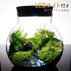 LEDライト付 ボトルテラリウム 14cm 苔テラリウム 完成品【黒石】草原に続く道 テラリウム プレゼント 木化石 母の日