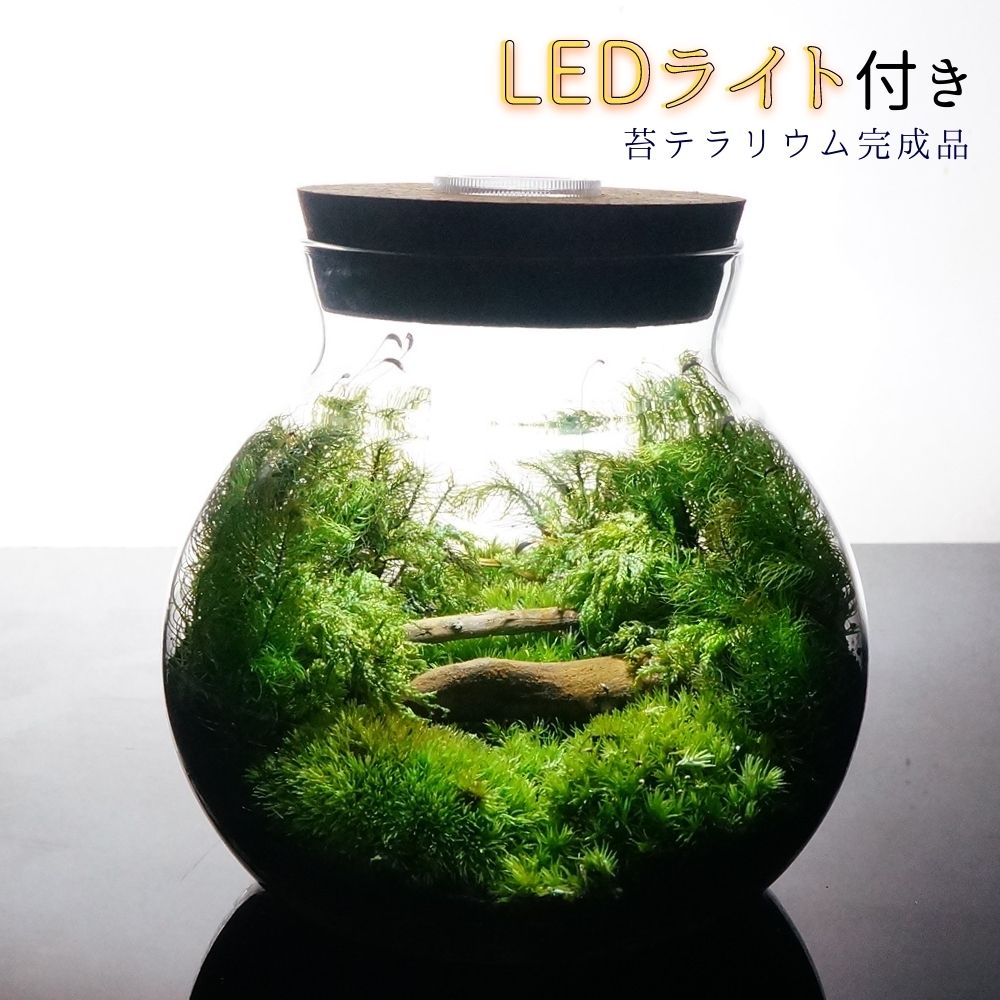 【完成品】LEDライト付 ボトルテラリウム 14cm 苔テラリウム森の中の道で テラリウム プレゼン