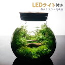 【完成品】LEDライト付 ボトルテラリウム 14cm 苔テラリウム森の中の道で テラリウム プレゼント 送料無料 ギフト 敬老の日