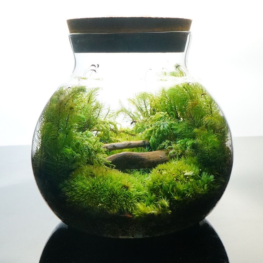 �ڴ����ʡ�LED�饤���� �ܥȥ�ƥ�ꥦ�� �ݥƥ�ꥦ�ࡡ�������ƻ�� �ƥ�ꥦ�� �ץ쥼��� ���ե� ���տ�ʪ ����� ���۽ˤ� ��Ź�ˤ� ������ ���ؽˤ� ���޲� ���̲� ������� £��ʪ ����ƥꥢ ���꡼�� ����̵��