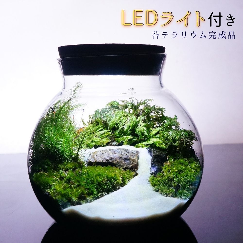 【完成品】選べる3サイズ LEDライト付 ボトルテラリウム 苔テラリウム川の流れる風景 テラリウム プレゼント 木化石 送料無料 母の日 父の日 苔 テラリウム おしゃれ 贈り物 観葉植物 インテリア グリーン ギフト 1