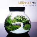 【完成品】選べる3サイズ LEDライト付 ボトルテラリウム 苔テラリウム川の流れる風景 テラリウム プレゼント 木化石 送料無料 母の日 父の日 苔 テラリウム おしゃれ 贈り物 観葉植物 インテリア グリーン ギフト