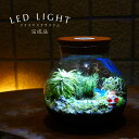 【完成品】LEDライト付 新生活 入学祝い 歓迎会 送別会の雪景色 苔テラリウム 14cm テラリウム 新生活 入学祝い 歓迎会 送別会プレゼント 木化石 送料...