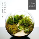 【完成品】 10cm 苔テラリウム テラリウム 沢のせせらぎ プレゼント 観葉植物 インテリア ラッピング対応 植物 贈り物 苔