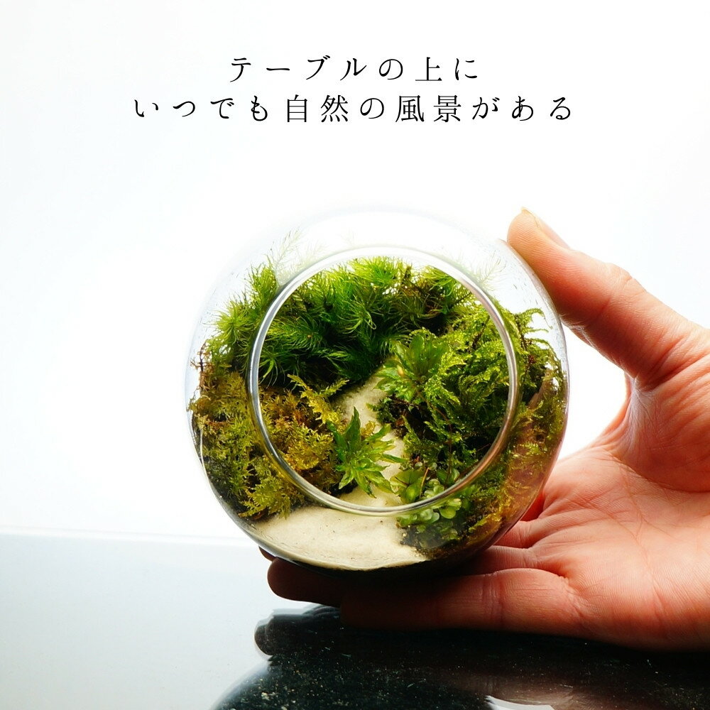 �ڴ����ʡ� 10cm �ݥƥ�ꥦ�� ���Τ����餮 �ץ쥼��� ���տ�ʪ ����ƥꥢ ��åԥ��б� ��ʪ £��ʪ �ץ쥼��� ���ե� ����� ���۽ˤ� ��Ź�ˤ� ������ ���ؽˤ� ���޲� ���̲� ������� £��ʪ �� ���� �����ƥ�ꥦ�� ��� �ǥ���