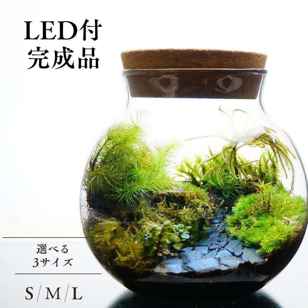 【完成品】3サイズ LEDライトコルク蓋付 苔テラリウム 石畳 黒石 草原に続く道 テラリウム プレゼント 木化石 母の日 観葉植物 ギフト 贈り物 お祝い 送料無料 選べる