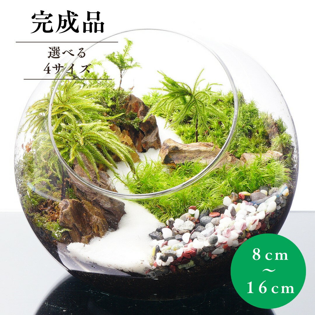 楽天市場】アクア テラリウム 完成 品の通販 楽天市場】アクア テラリウム 完成 品の通販
