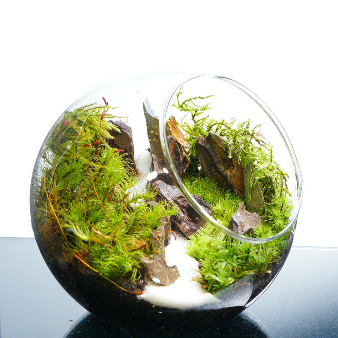 �ڴ����ʡ��ݥƥ�ꥦ�� ��ë������ �ץ쥼��� ���ե� ���տ�ʪ ����� ���۽ˤ� ��Ź�ˤ� ������ ���ؽˤ� ���޲� ���̲� ������� £��ʪ ����ƥꥢ ���꡼�� ���� �����ƥ�ꥦ�� ��� �ǥ��� �࿦�ˤ� ����