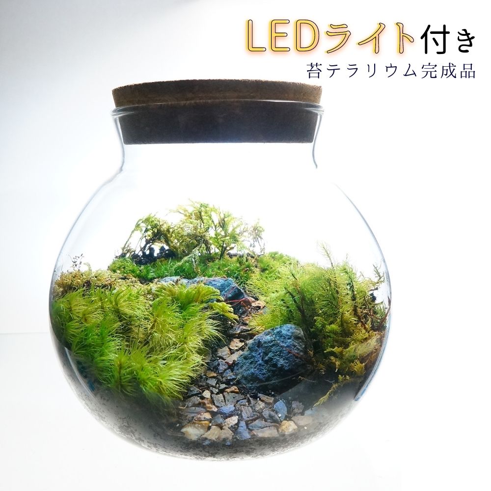 【数量限定】希少苔使用　LEDライト付 ボトルテラリウム 14cm 苔テラリウム 完成品テラリウム プレゼント観葉植物 母…