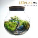 【数量限定】希少苔使用 LEDライト付 ボトルテラリウム 14cm 苔テラリウム 完成品テラリウム プレゼント 送料無料 ギフト