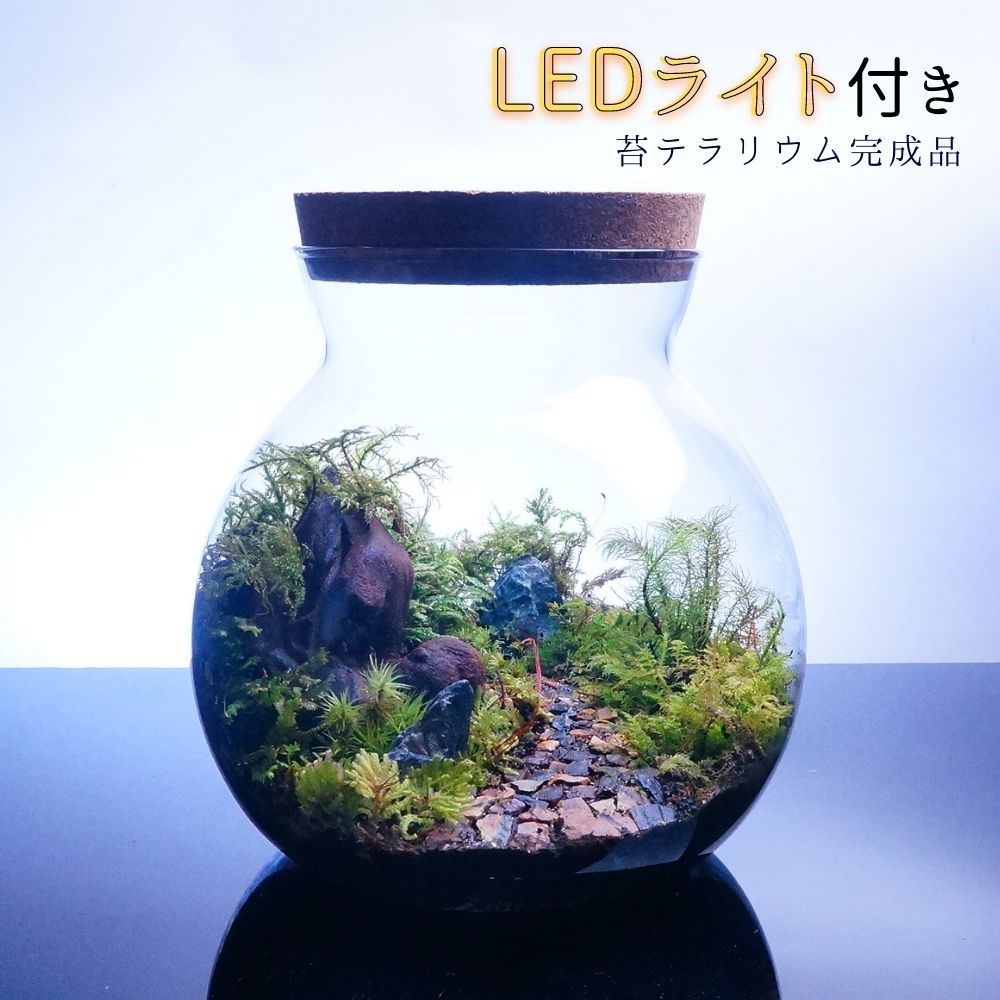 【数量限定】希少苔使用　LEDライト付 ボトルテラリウム 16cm 苔テラリウム 完成品テラリウム プレゼント　観葉植物 …