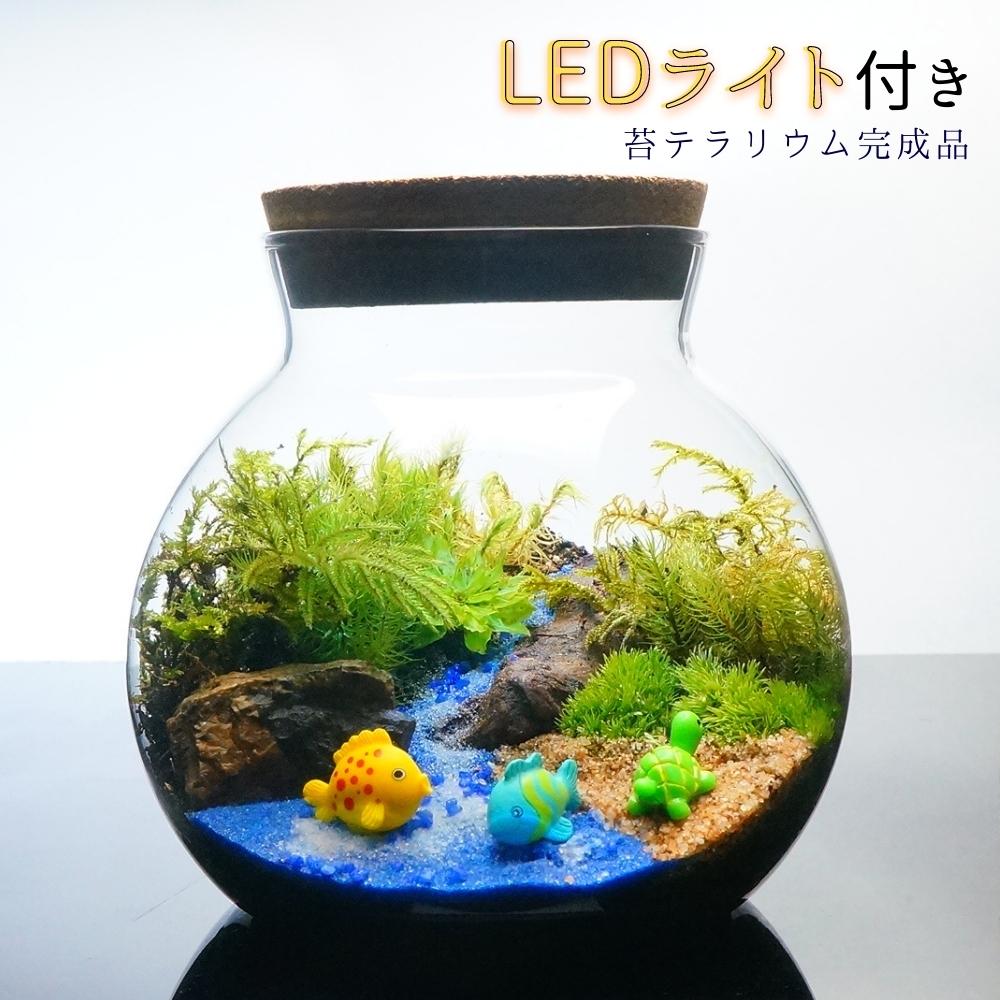 LEDライト付 ボトルテラリウム 14cm 苔テラリウム 完成品海へ流れる沢 テラリウム プレゼント 流木 木化石