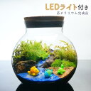 LEDライト付 ボトルテラリウム 14cm 苔テラリウム 完成品海へ流れる沢 テラリウム プレゼント 流木 木化石