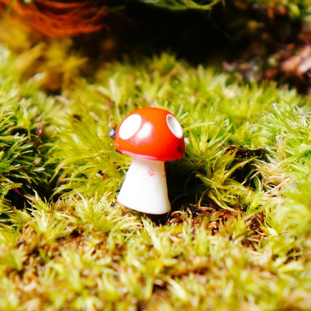 �����ʥ��Υ� �⤵1.2cm ��4�����ߥ˥��奢��������ޡ��Ϸ� �ݥƥ�ꥦ�� ������� �ե����奢