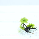 【高原の苔】 大型で透明感のある苔 カサゴケ　5本 テラリウム　苔テラリウム　苔 アクアテラリウム
