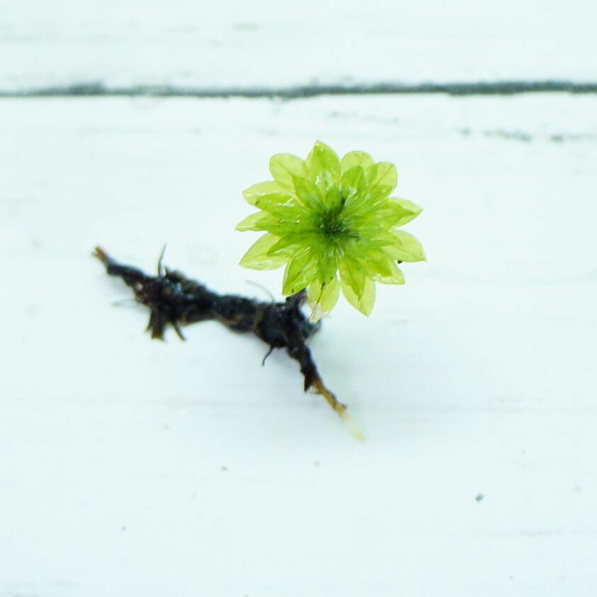 【高原の苔】 大型で透明感のある苔 カサゴケ　テラリウム　苔テラリウム　苔 アクアテラリウム 日陰向き クローズ 密閉容器向け 3