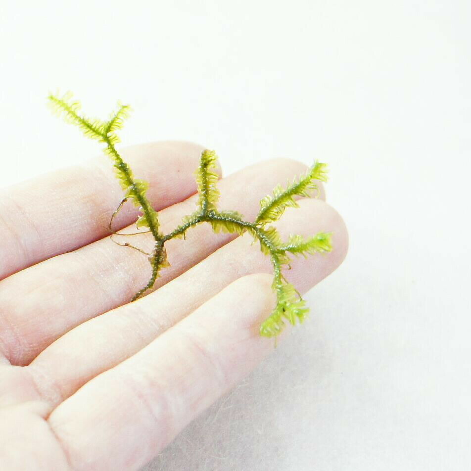 �ڹ⸶���ݡ� ������� �ƥ�ꥦ�� �������ƥ�ꥦ�� �ݥѥå� ���� �ݥƥ�ꥦ�� �������� �������� ̩���ƴ���� �Фγ���ˤ�Ȥ���