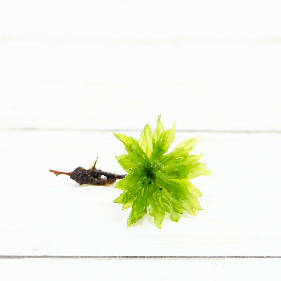 �ڹ⸶���ݡ� �緿��Ʃ�����Τ����� ���祪���������� 2�� �ƥ�ꥦ�� �ݥƥ�ꥦ�� ���� �������ƥ�ꥦ��